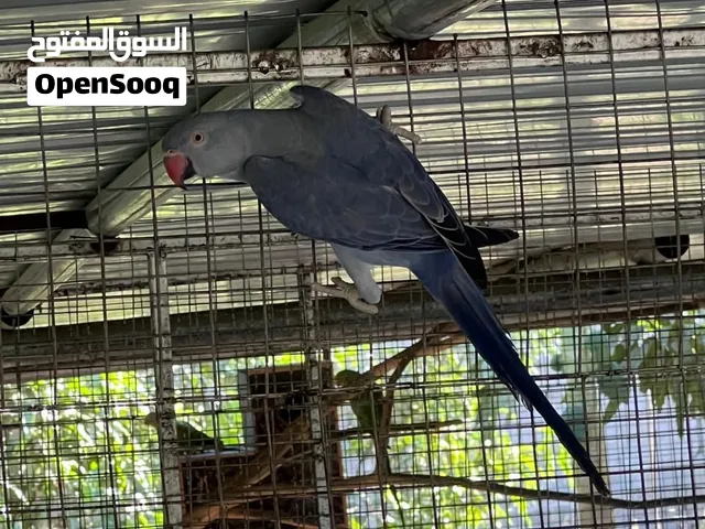 للبيع اناث دره
