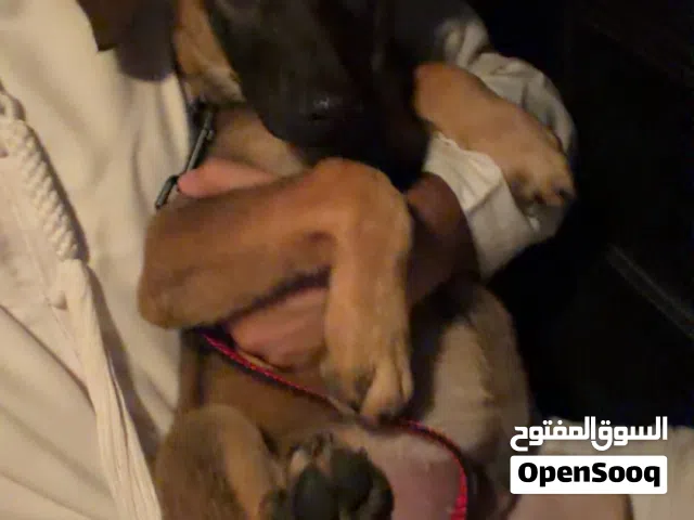 كلب مالينو العمر شهرين و نص