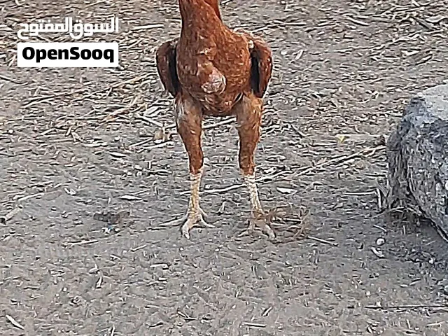 ديك بكستاني للبيع شوف الوصف