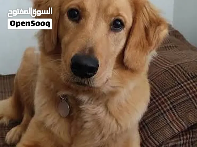 كلب جولدن ريتريفر للبيع عمر5شهور