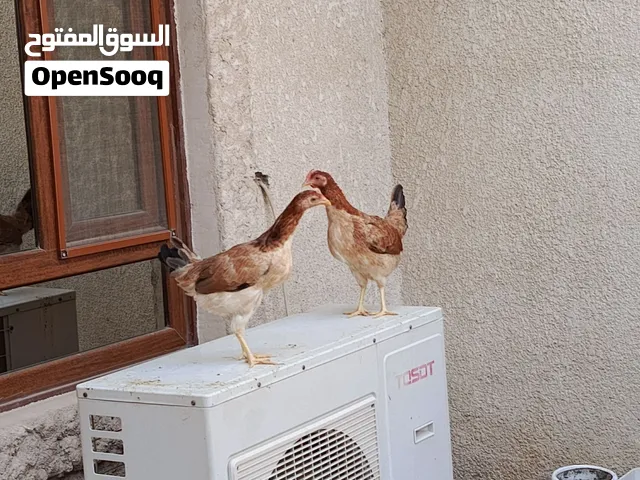 سيت كويتي 3 دجاجات +وديج + سقايه فخاريه