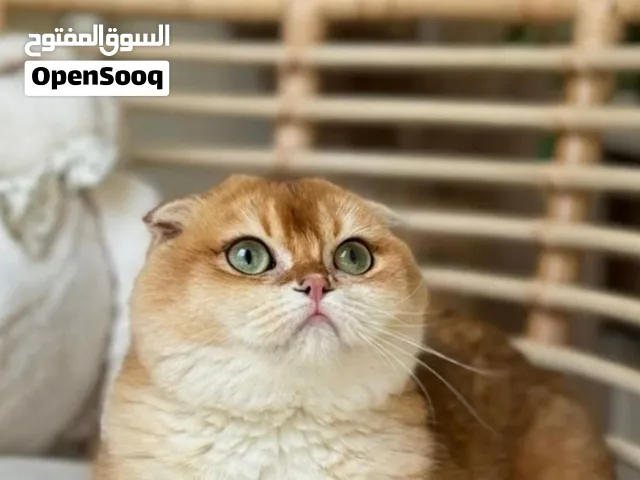 سكوتش تربل فولد انثى