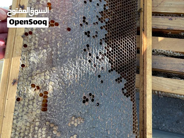 عسل طبيعي انت جرب الطعم