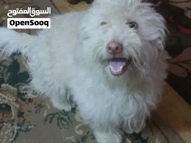 كلب لولو المانى اصلى
