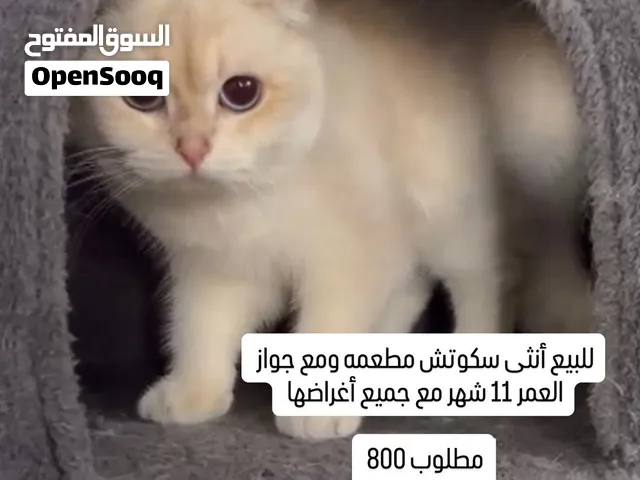 Scottish fold female  أنثى سكوتش فولد