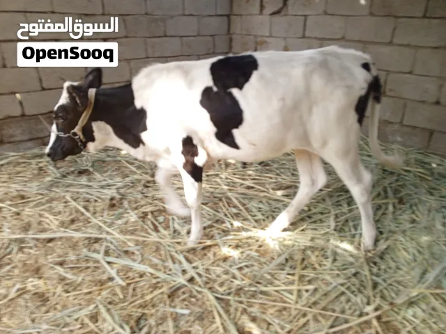 بجر استرالي حلوه مال بيت تصلح جني فقيره كلش وسعرها مناسب