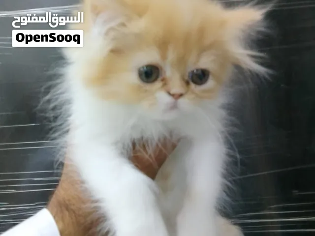 قط ام شرازي آب بيرشن برطاني