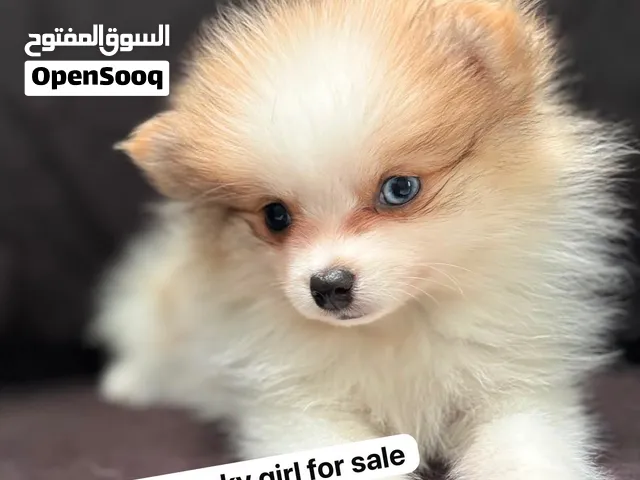 Teacup Pomeranian male and female available