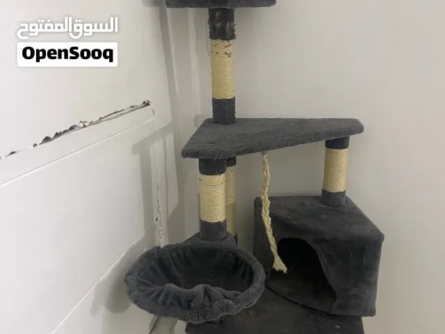 بيت و تسلية للقطط