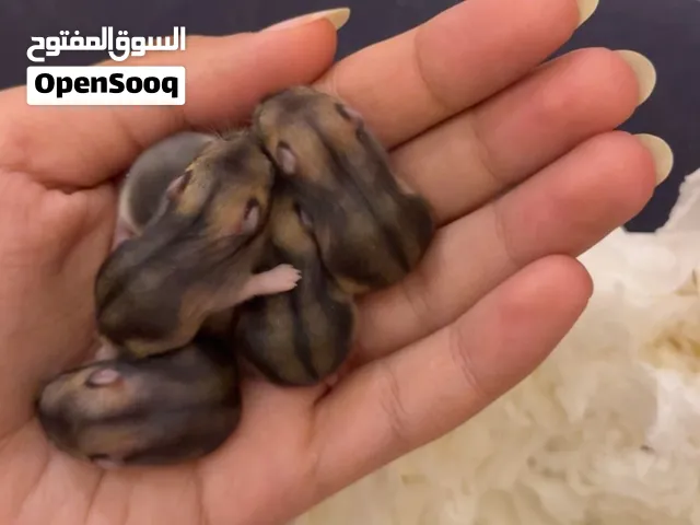 هامستر روسي للبيع