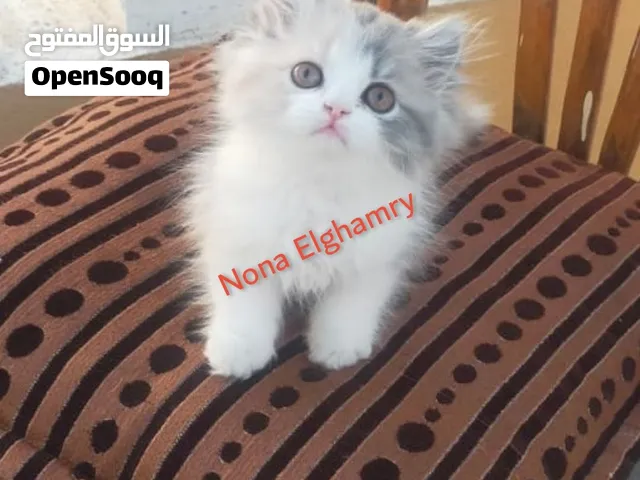 فراوله القمر