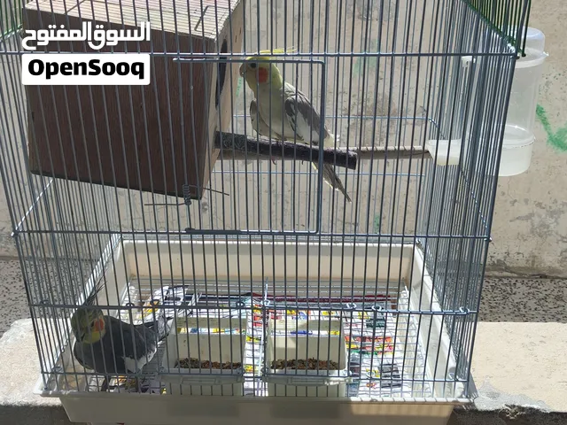 زوج كروان للبيع في المبرز حي الراشدية أ (الثالث) قريب من بقالة كوس
