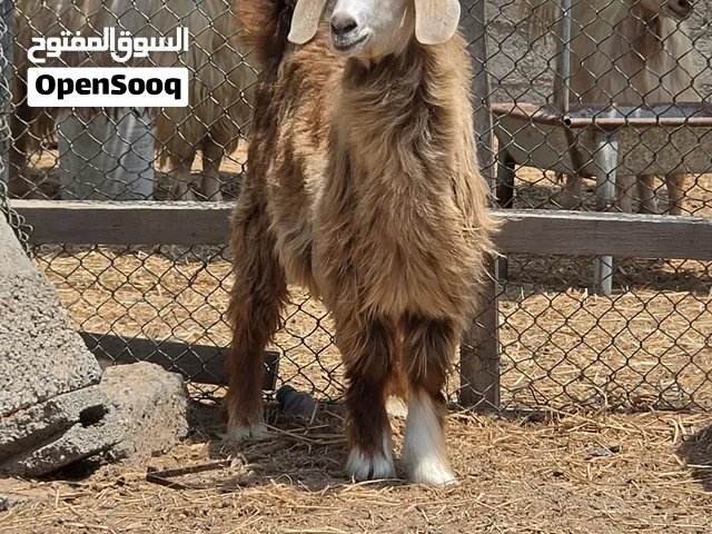 5 تيوسه حلال بياض الوجه