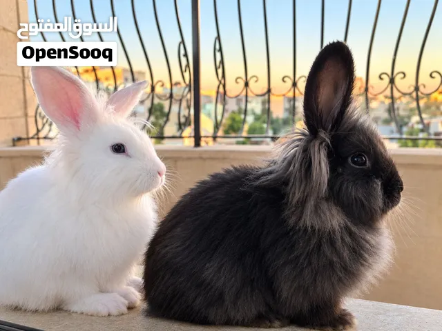 ارانب تيدي بير رأس الأسد