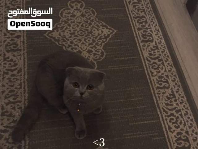 قط للبيع سبب البيع االسفر  مع جميع اغراضه  لتر بوكس شويه ألعاب  وحامله أكل  وكرت مطاعيم