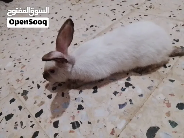 ارانب نوع سيامي دكر وانتى للبيع