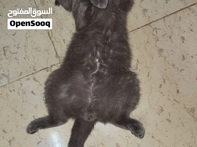 قط سكوتش ذكر حار 60