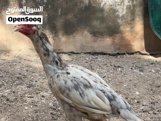 دجاج باكستاني