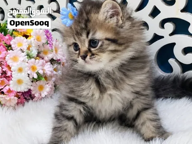 قطه تحافه شهر ونص الموقع اب ويوجد توصيل