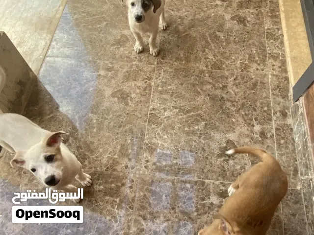 جراء عربية Arabian puppies