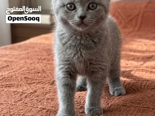 نوعها : سلالة بريتش شورت هير الأم بريتش الأب سكوتش فولد رمادي عمرها شهرين متعوده على لتر بوكس