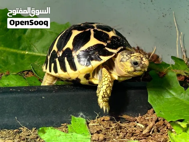 Star tortoise