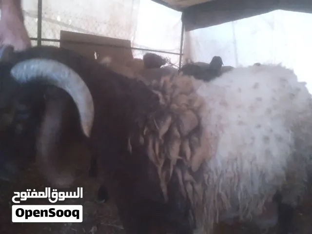 يتوفر اجود انواع الذبائح