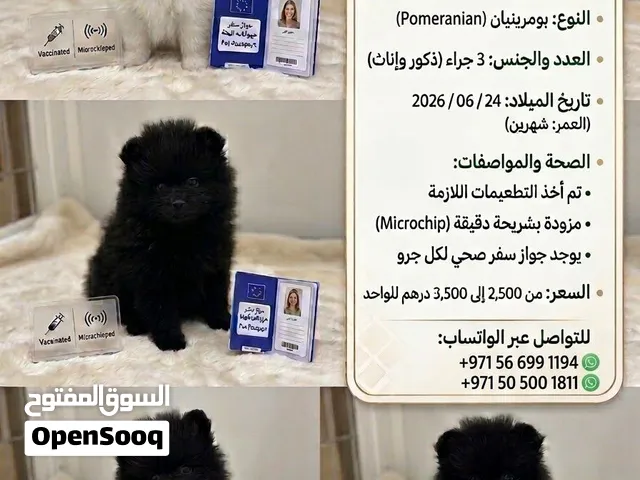 بيع كلاب بومرينيان