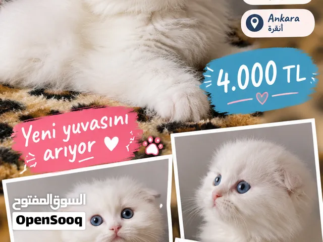 scottish fold