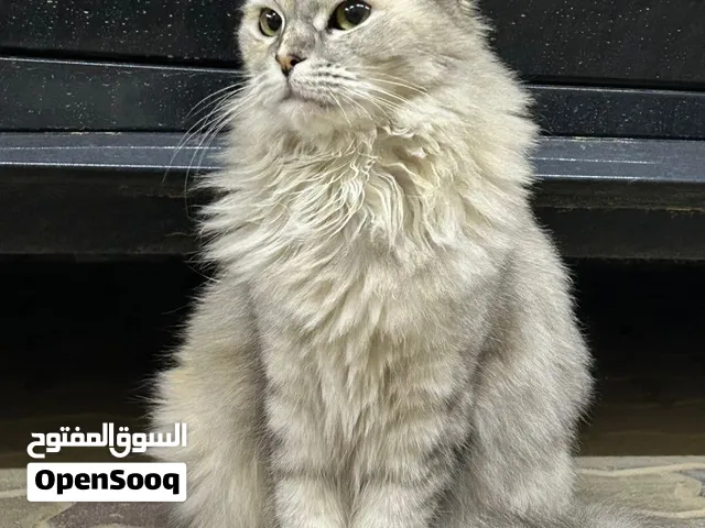 قطة للتبني