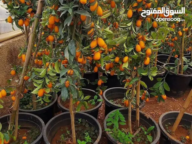 مشاتل الأندلس لإنتاج وبيع جميع أنواع الأشجار المثمره وأشجار الزينه الايطاليه