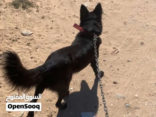 كلبة علي تقرزينه مشالله تبارك الله مجنسه مالينوا علي بلاك جيرمن العمر 9 شهور