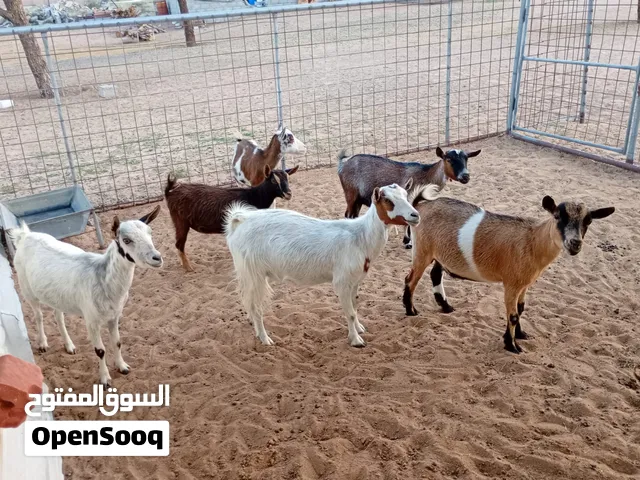 ماعز البقمي القزم