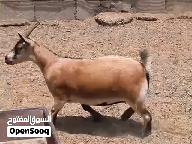 Dwarf goats for sale