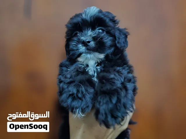Maltipoo  male for sale