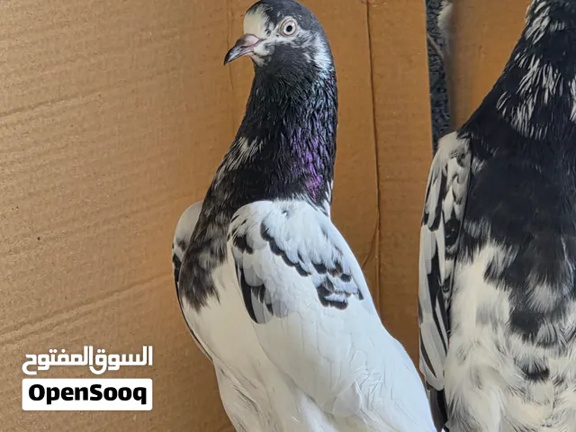 للبيع طيور اناث وذكور وفروخ 128 وازواج 128 في فيديو للتوضيح ساس الطيور فقط