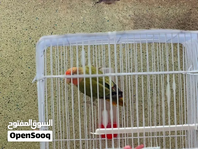 طرف روز ذكر مايشكي من شي 150وساهل