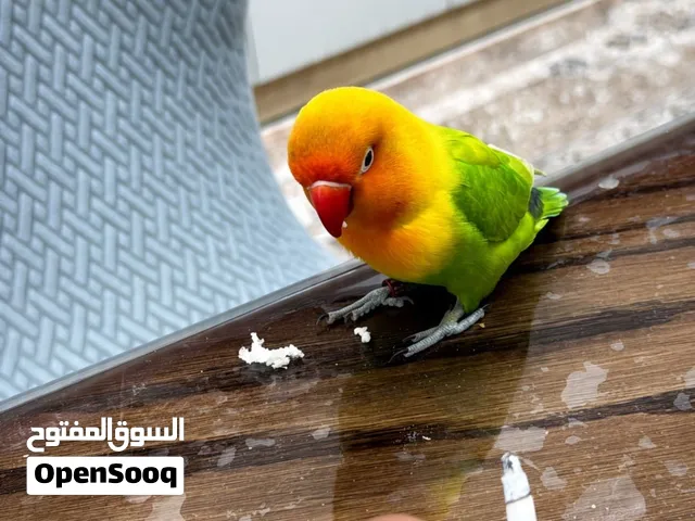 غندوره ربه طينه للبيع