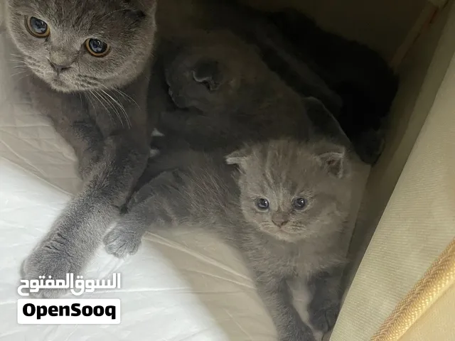 سكوتش فولد العمر شهر ونص في حاله جيده و تقدر تشوفهم من قريب سكوتش فولد اصل من الصوبين