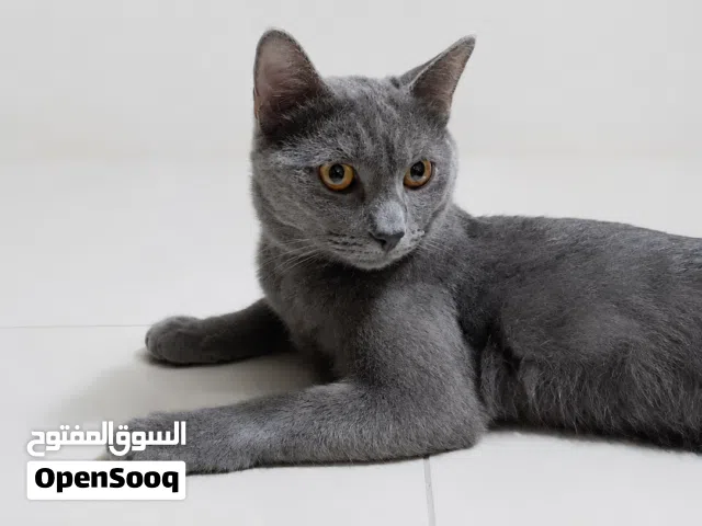 راشن بلو سلالة صافية للبيع