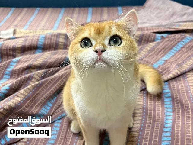 Scottish Straight ذكر للتزاوج – البحرين