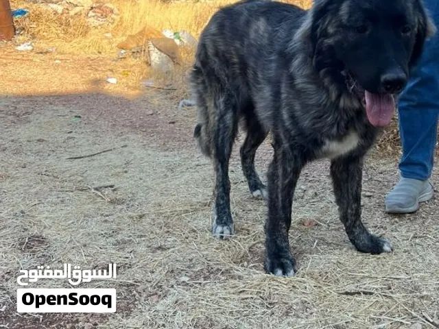 للبيع قوقازي بيور