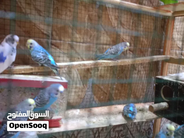 طيور حب للبيع