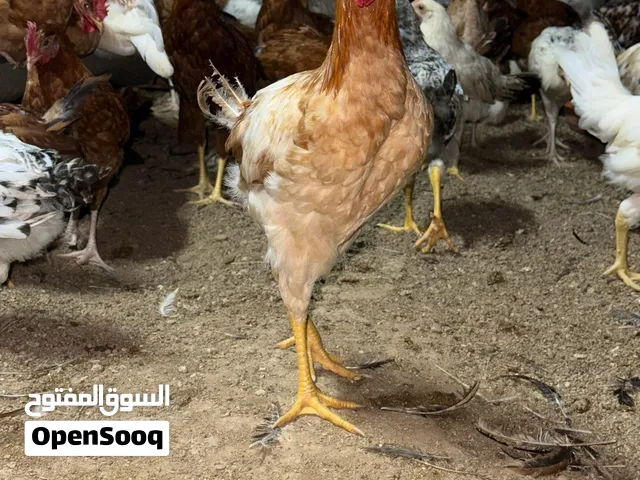 مزرعه المدام لدواجن والحمام لاحم