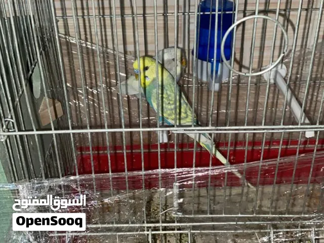 عصافير حب مع قفص وبيت خشب والاكل
