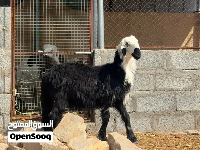 كبش نجدي بيور