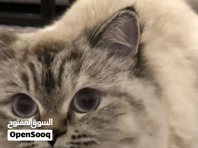 Cute cat female for 800