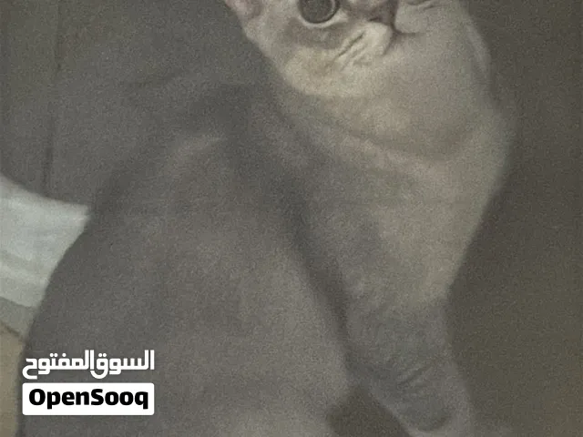كتن مطعم وأموره تمام والجاد يتواصل وياي