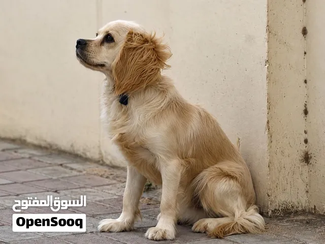 كلب كوكر إسباني الصحه ممتازه للبيع