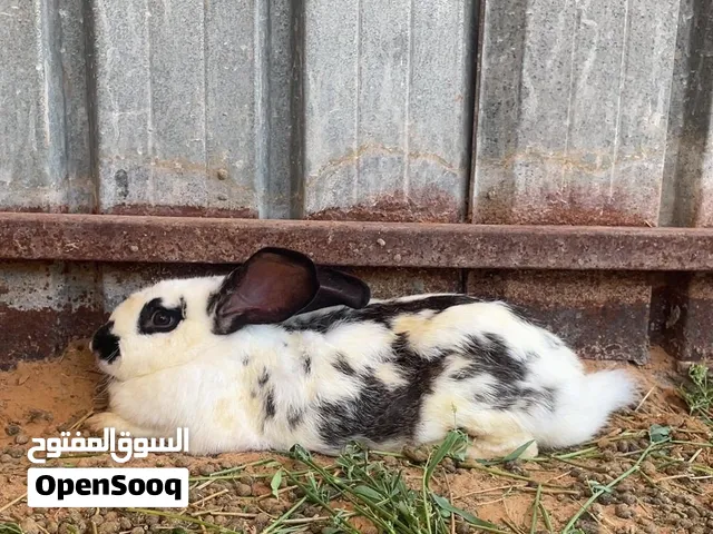 انثاية الرنب المانيه ضخمه